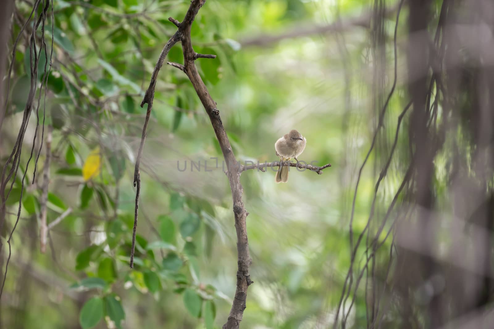Bird (Streak-eared bulbul, Pycnonotus blanfordi) brown color perched on a tree in a nature wild