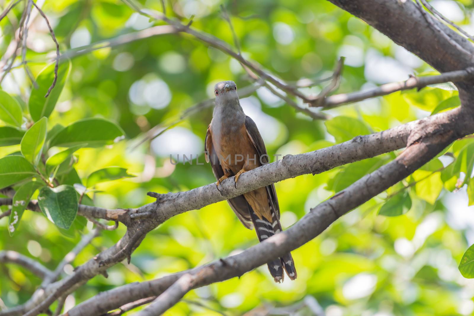 Bird (Plaintive Cuckoo) in a nature wild by PongMoji