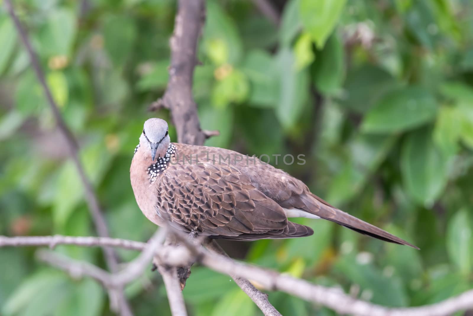 Bird (Dove, Pigeon or Disambiguation) Pigeons and doves perched on a tree in a nature wild