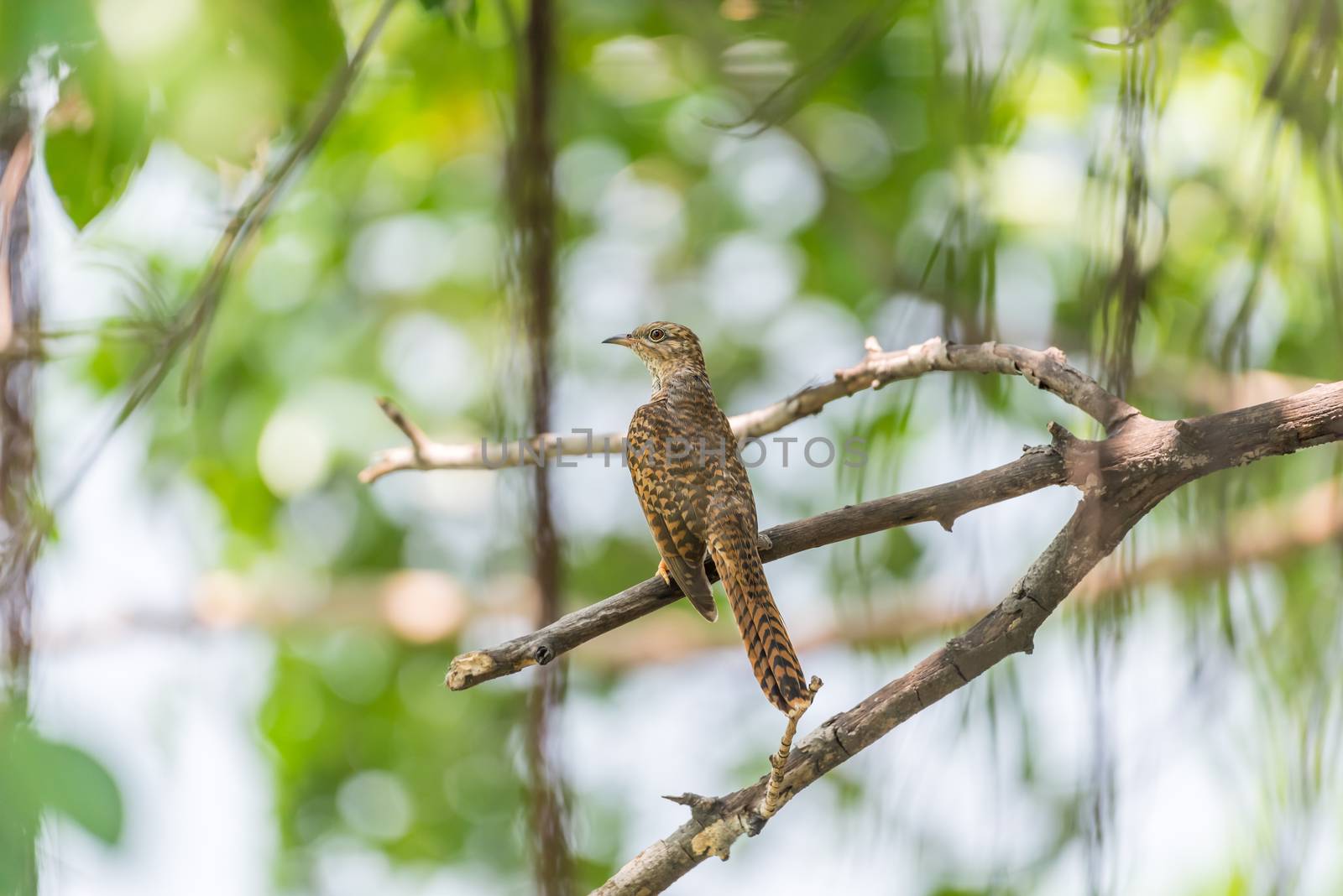 Bird (Plaintive Cuckoo, Cacomantis merulinus) black, yellow, brown and orange color perched on a tree in a nature wild