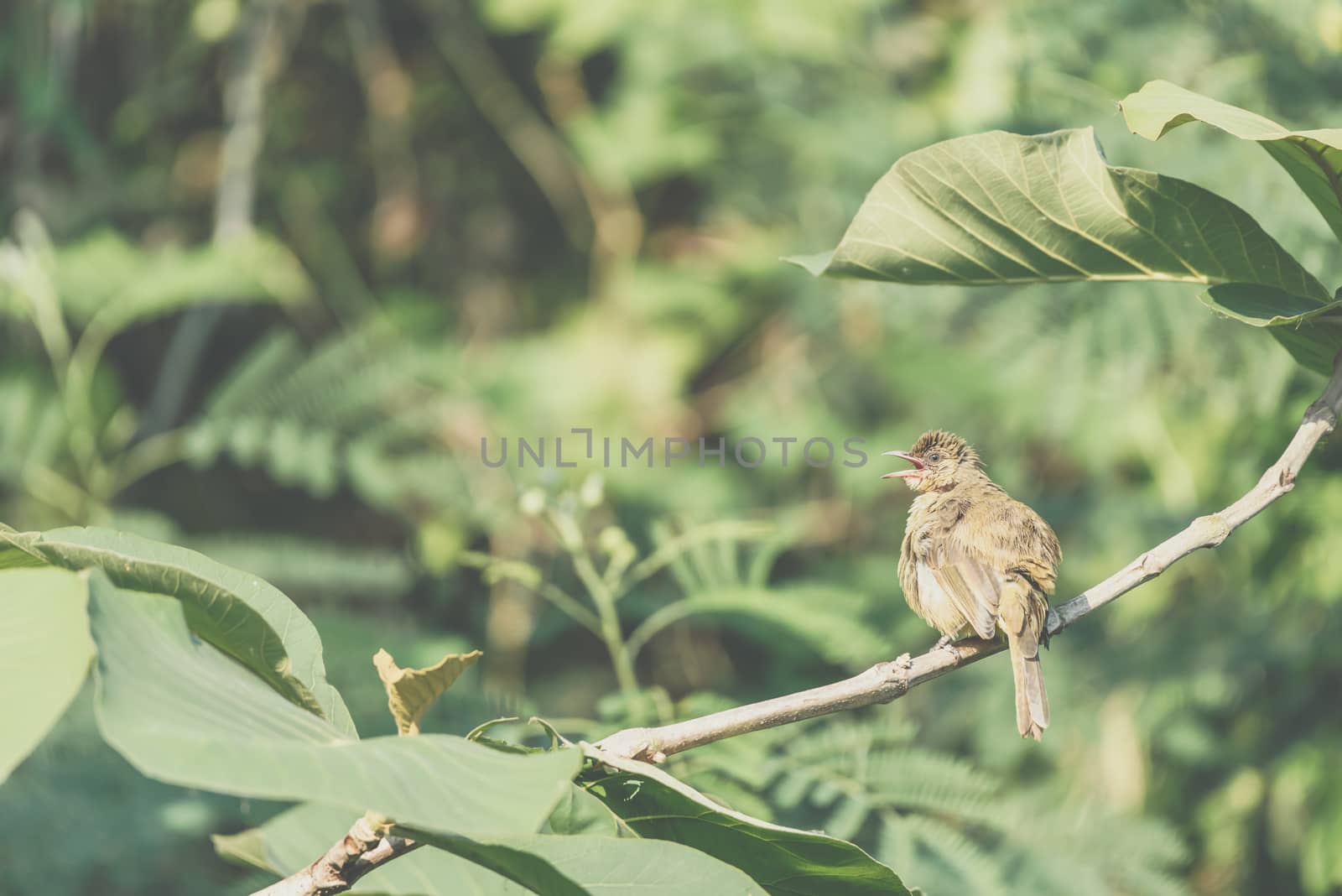 Bird (Streak-eared bulbul, Pycnonotus blanfordi) brown color perched on a tree in a nature wild