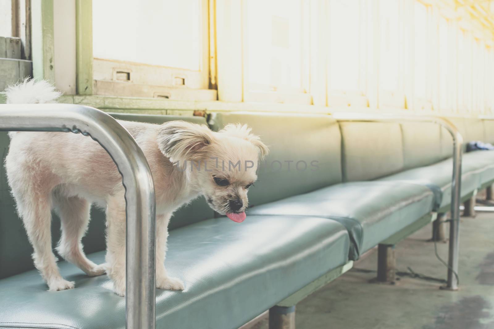 Dog so cute inside a railway train wait for travel by PongMoji