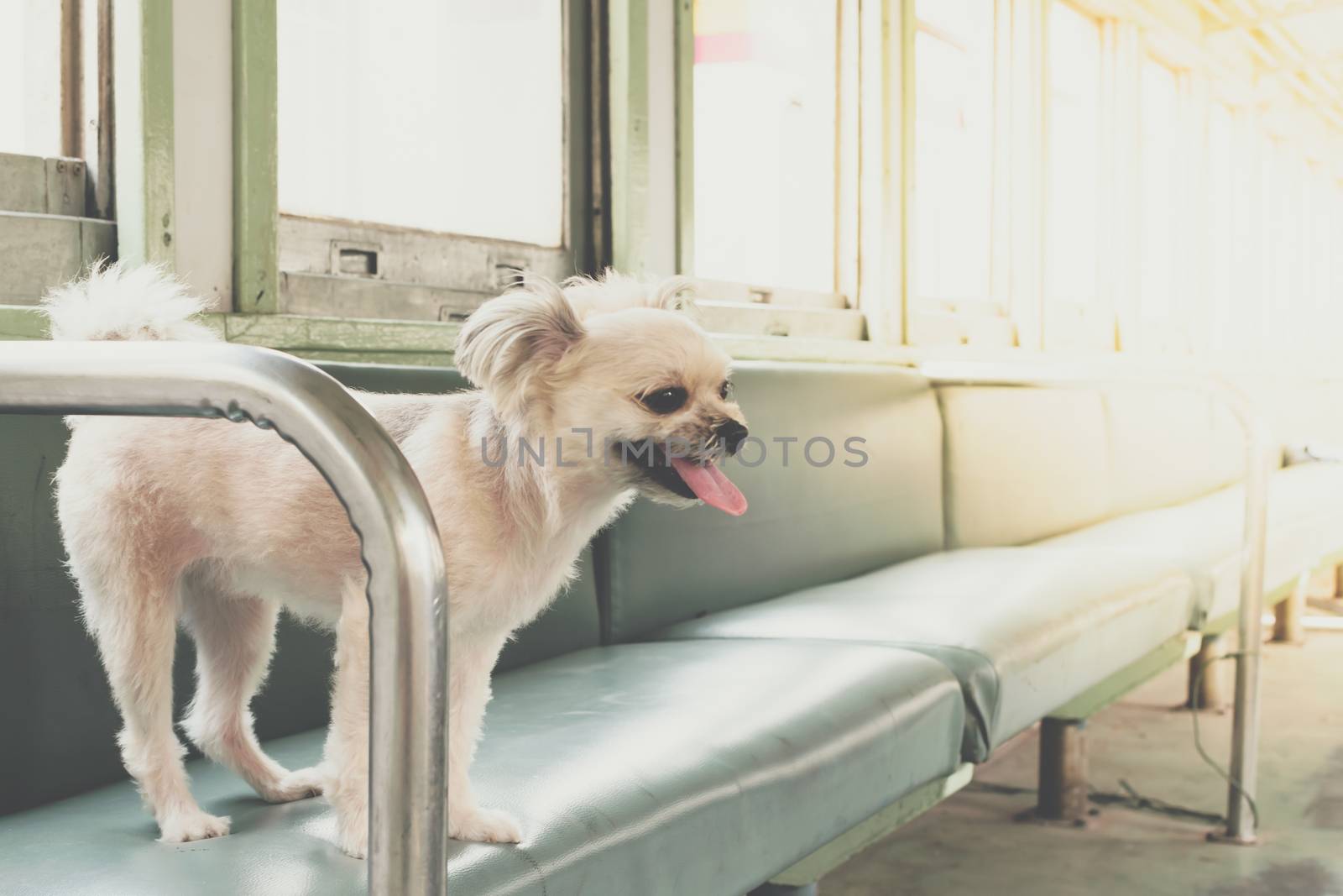 Dog so cute beige color mixed breed with Shih-Tzu, Pomeranian and Poodle on car seat inside a railway train cabin vintage style wait for vacation travel trip