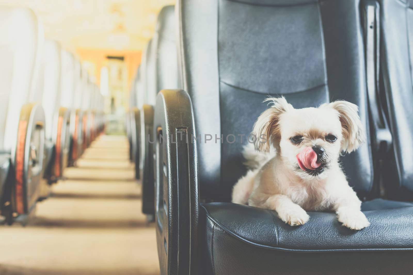 Dog so cute beige color mixed breed with Shih-Tzu, Pomeranian and Poodle on car seat inside a railway train cabin vintage style wait for vacation travel trip