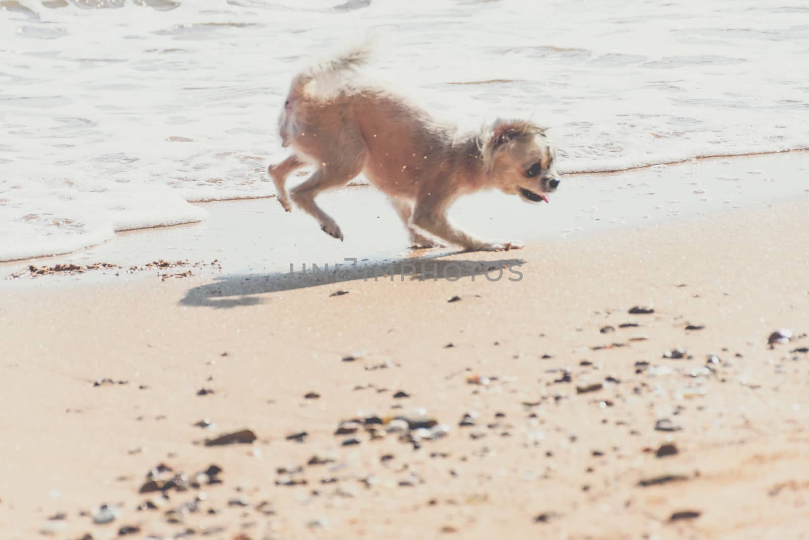Dog so cute beige color mixed breed with Shih-Tzu, Pomeranian and Poodle running on beach with happy fun when vacation travel at sea with beach