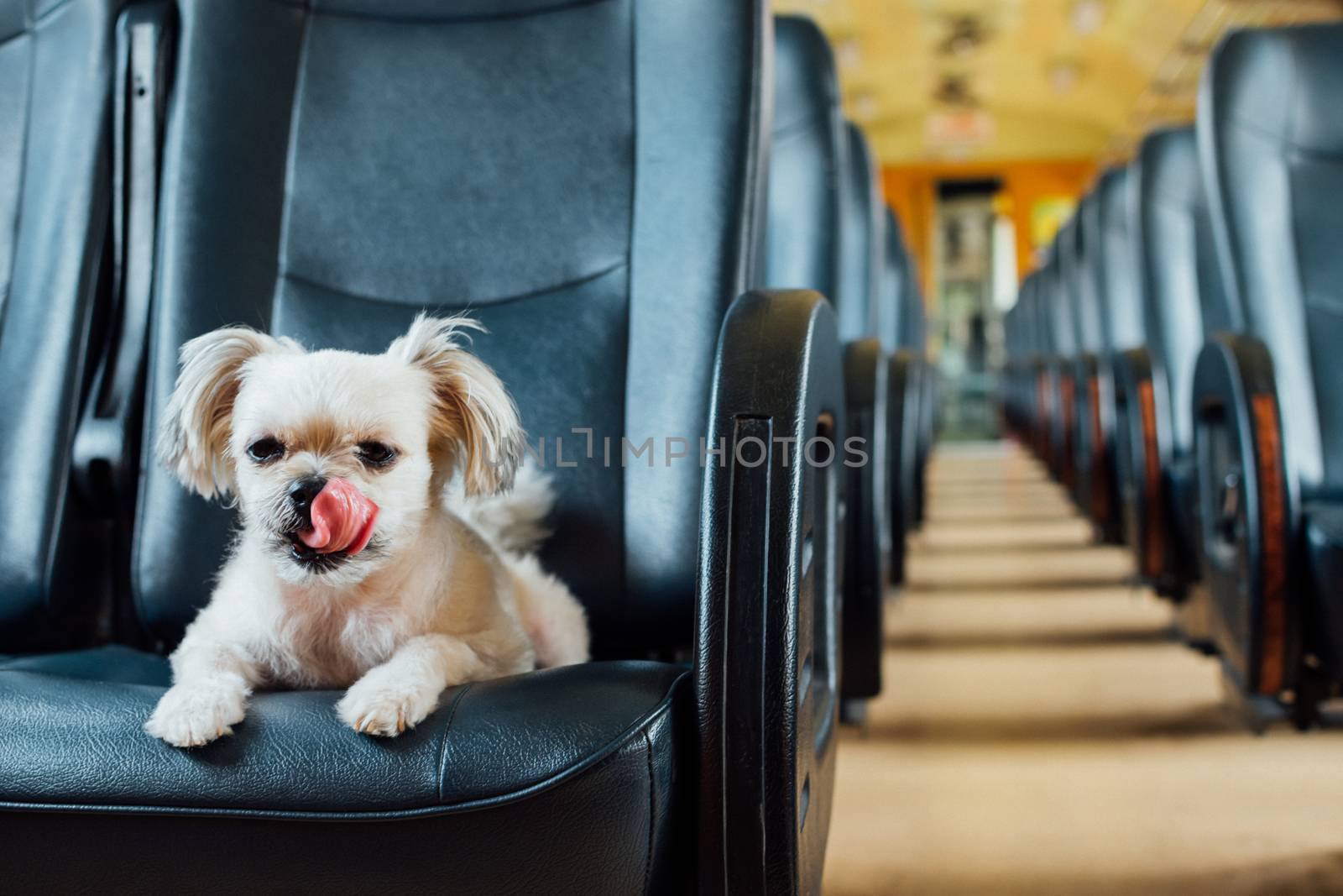 Dog so cute beige color mixed breed with Shih-Tzu, Pomeranian and Poodle on car seat inside a railway train cabin vintage style wait for vacation travel trip