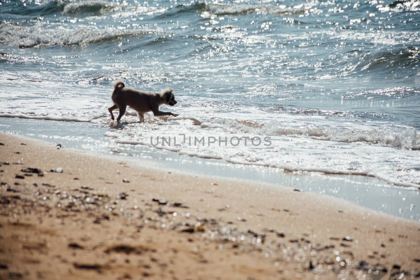 Dog running happy fun on beach when travel at sea by PongMoji