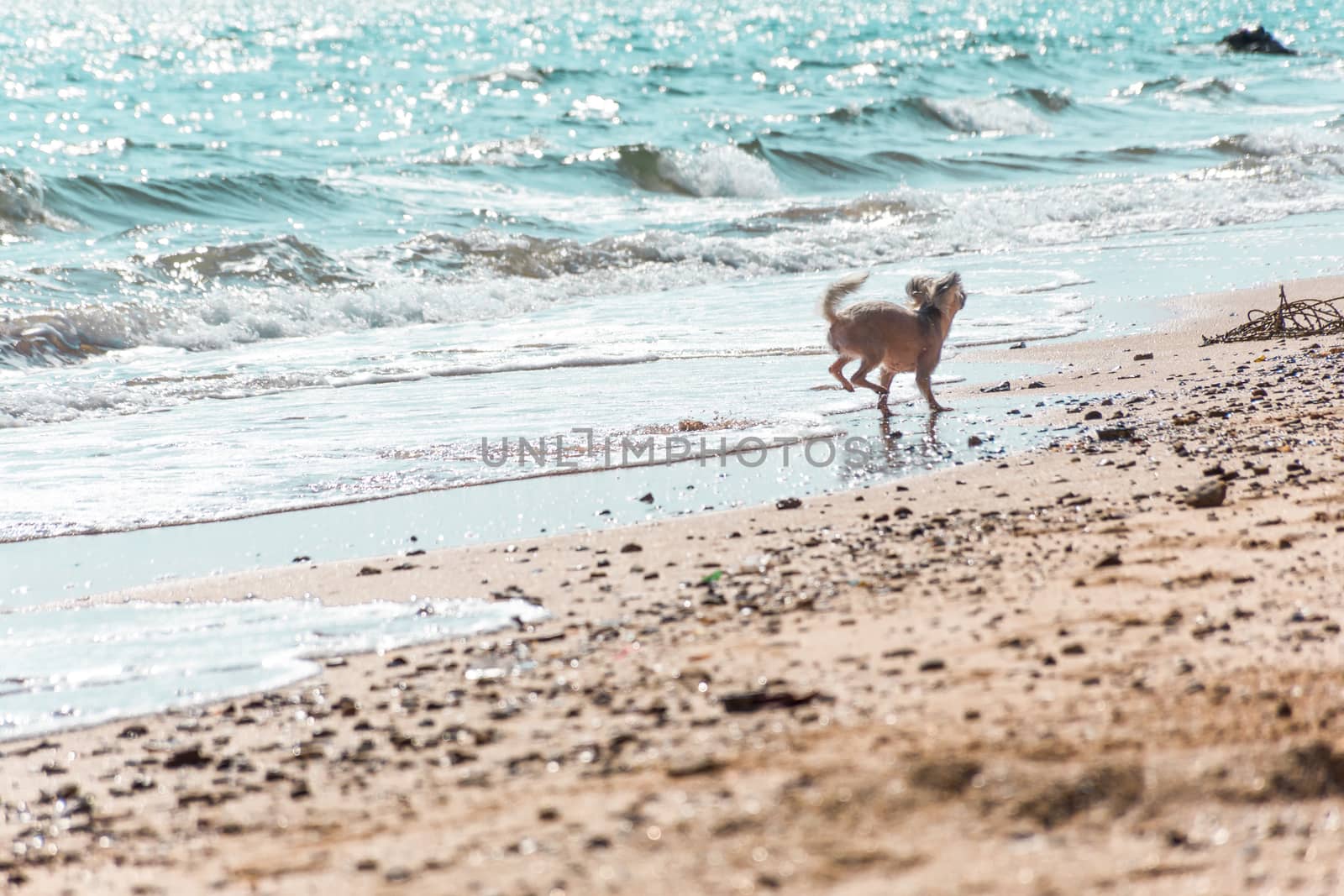 Dog running happy fun on beach when travel at sea by PongMoji