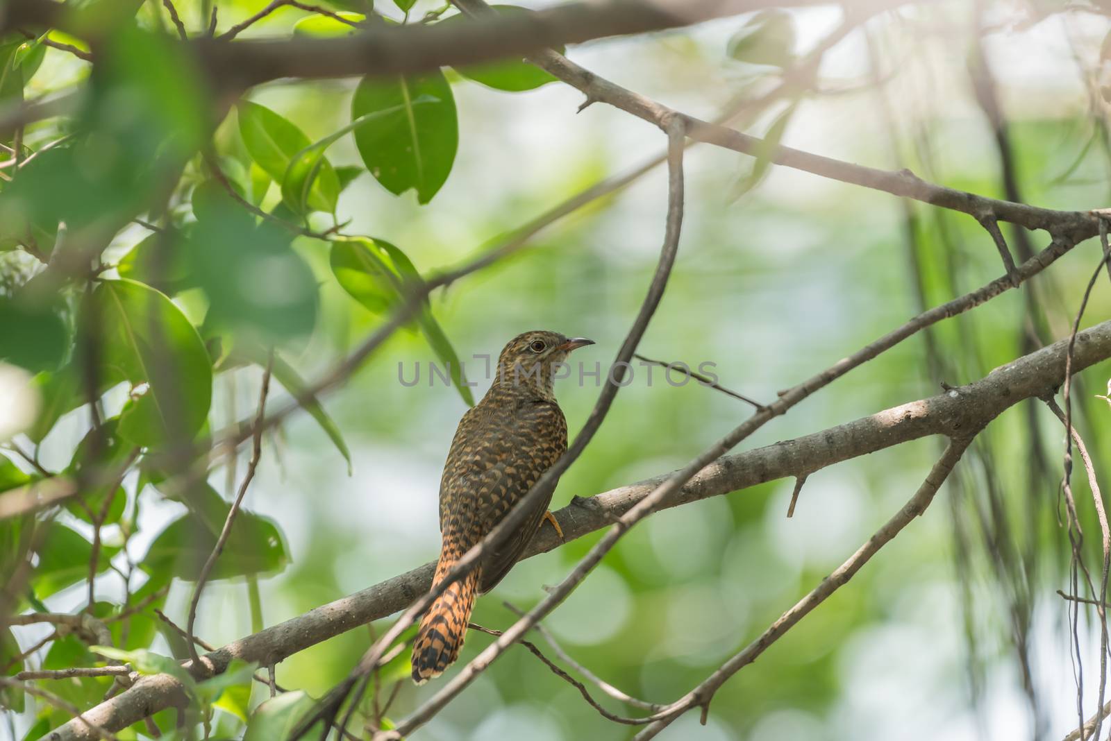 Bird (Plaintive Cuckoo, Cacomantis merulinus) black, yellow, brown and orange color perched on a tree in a nature wild