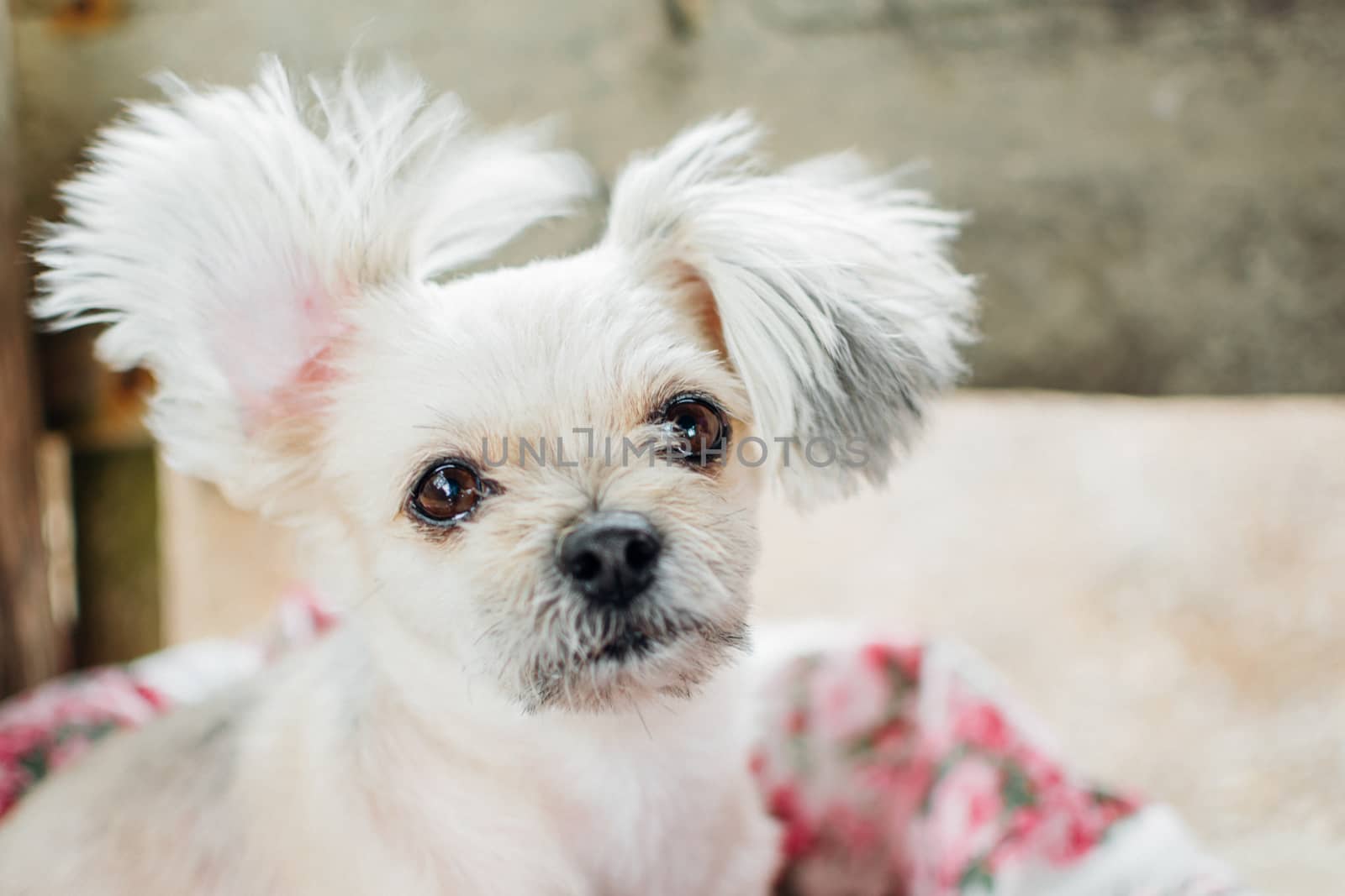Dog so cute mixed breed with Shih-Tzu, Pomeranian and Poodle looking and waiting something with interest when vacation travel