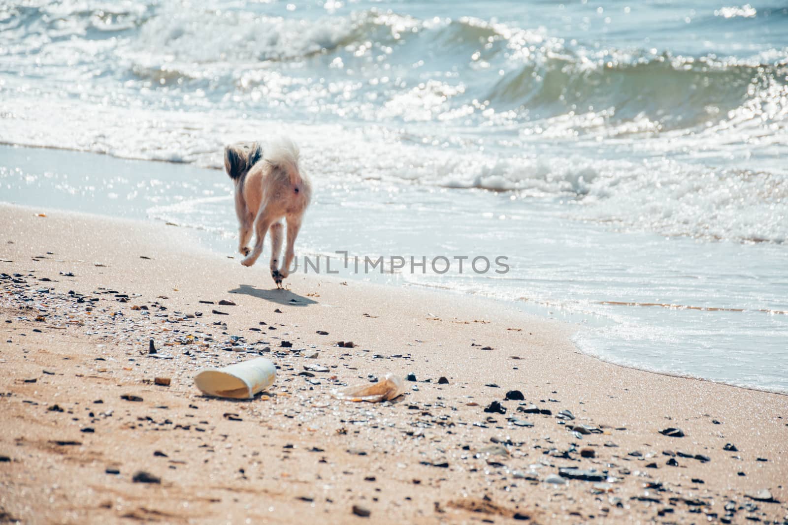 Dog so cute beige color mixed breed with Shih-Tzu, Pomeranian and Poodle running on beach with happy fun when vacation travel at sea with beach