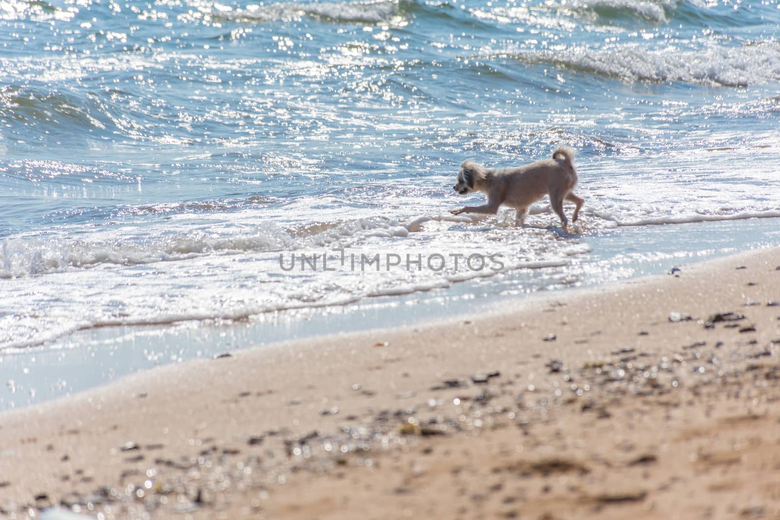 Dog so cute beige color mixed breed with Shih-Tzu, Pomeranian and Poodle running on beach with happy fun when vacation travel at sea with beach