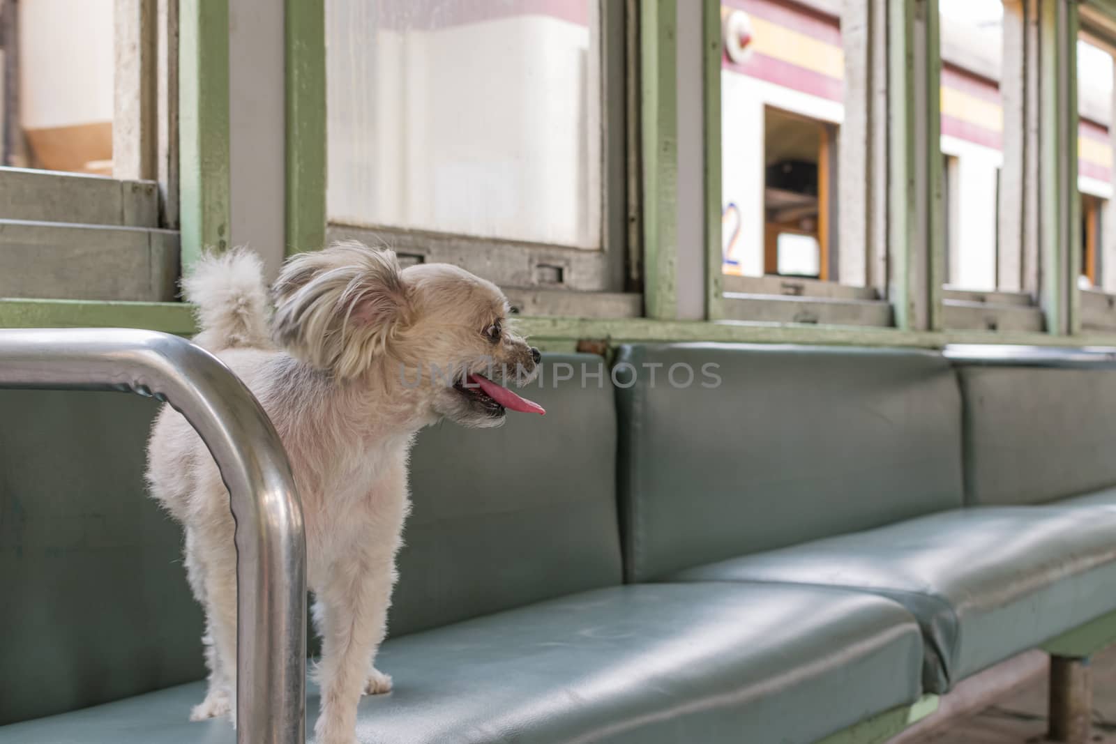 Dog so cute beige color mixed breed with Shih-Tzu, Pomeranian and Poodle on car seat inside a railway train cabin vintage style wait for vacation travel trip