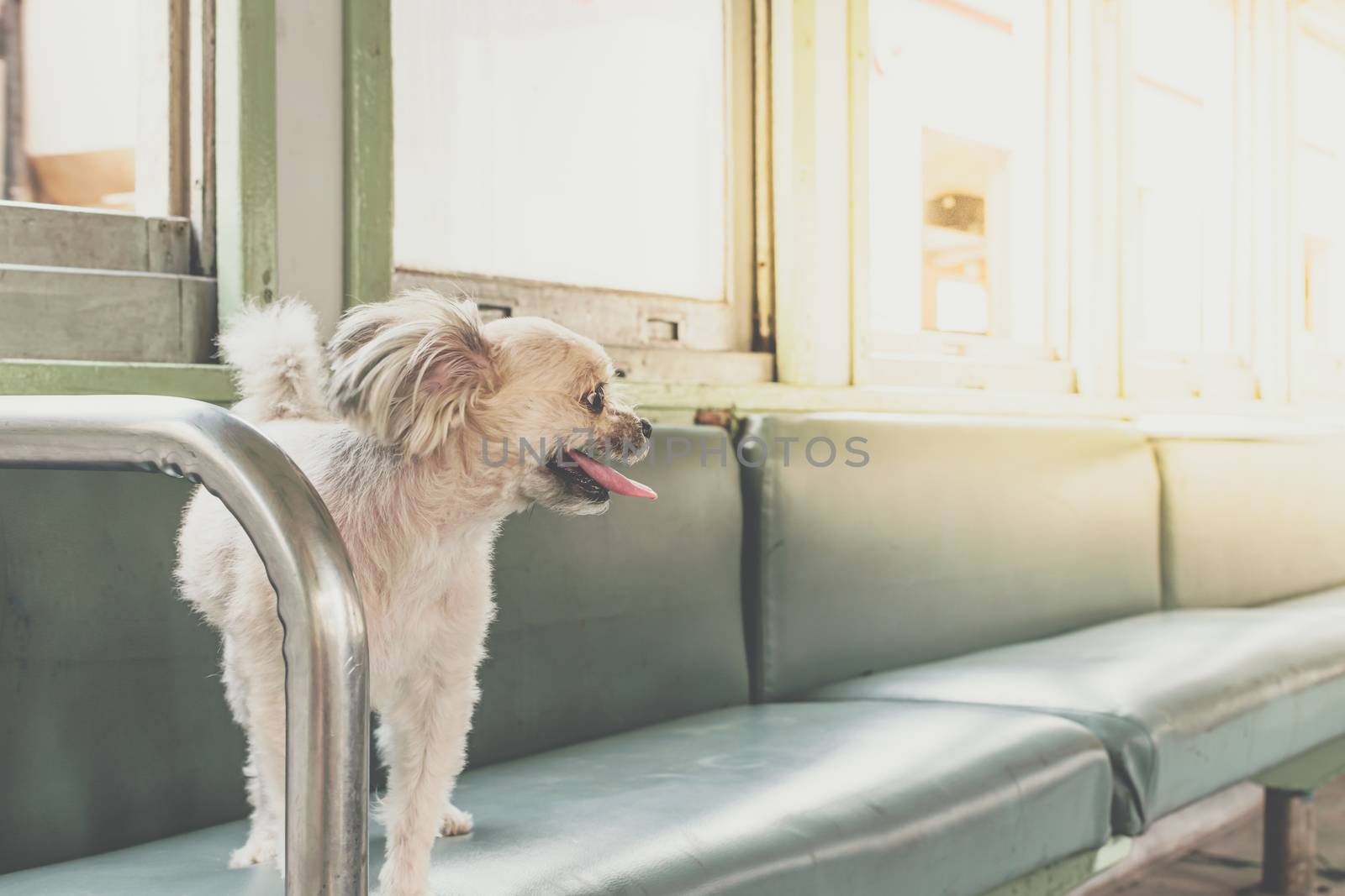 Dog so cute beige color mixed breed with Shih-Tzu, Pomeranian and Poodle on car seat inside a railway train cabin vintage style wait for vacation travel trip