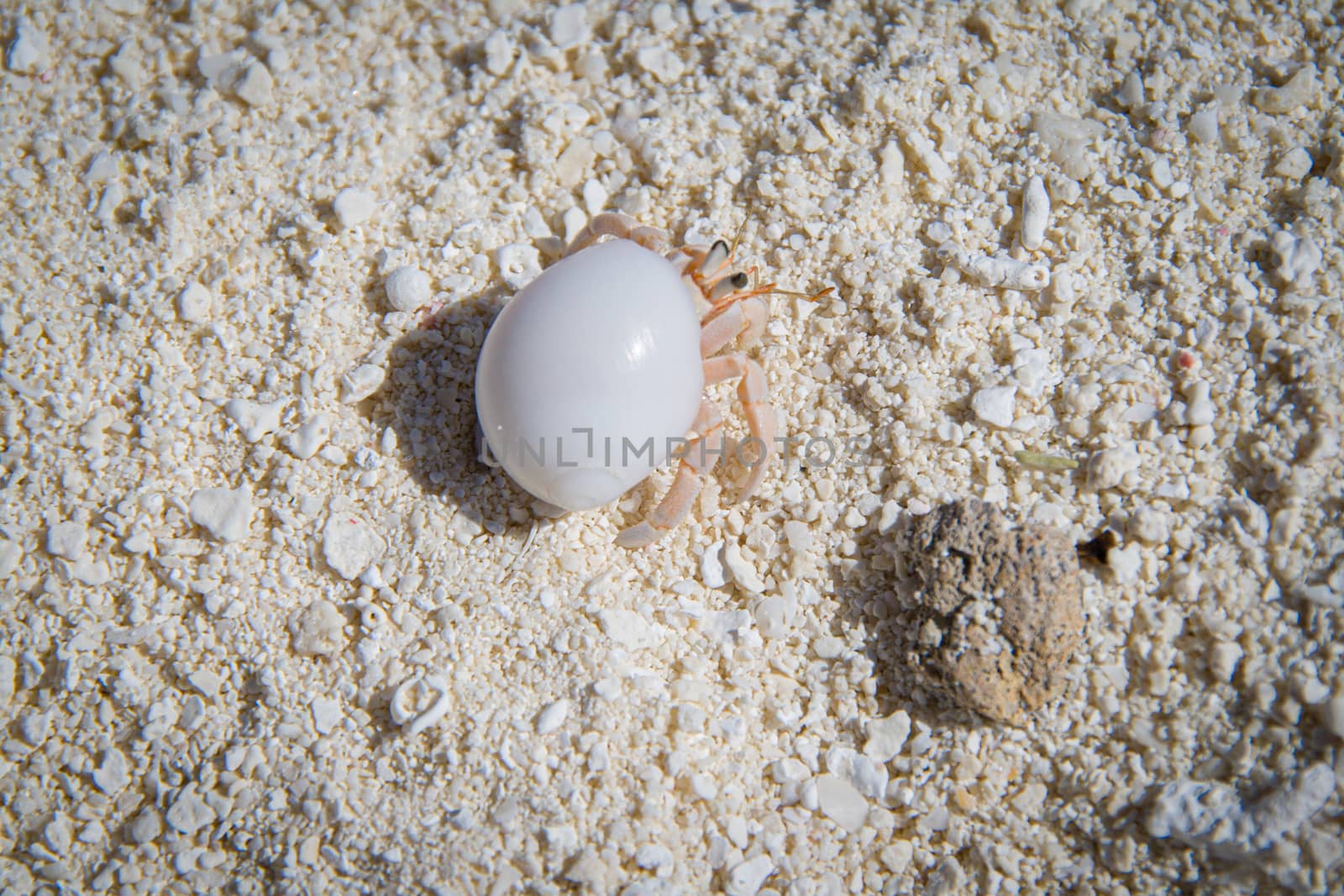 Hermit crab on beach the at a resotrt in Maldives