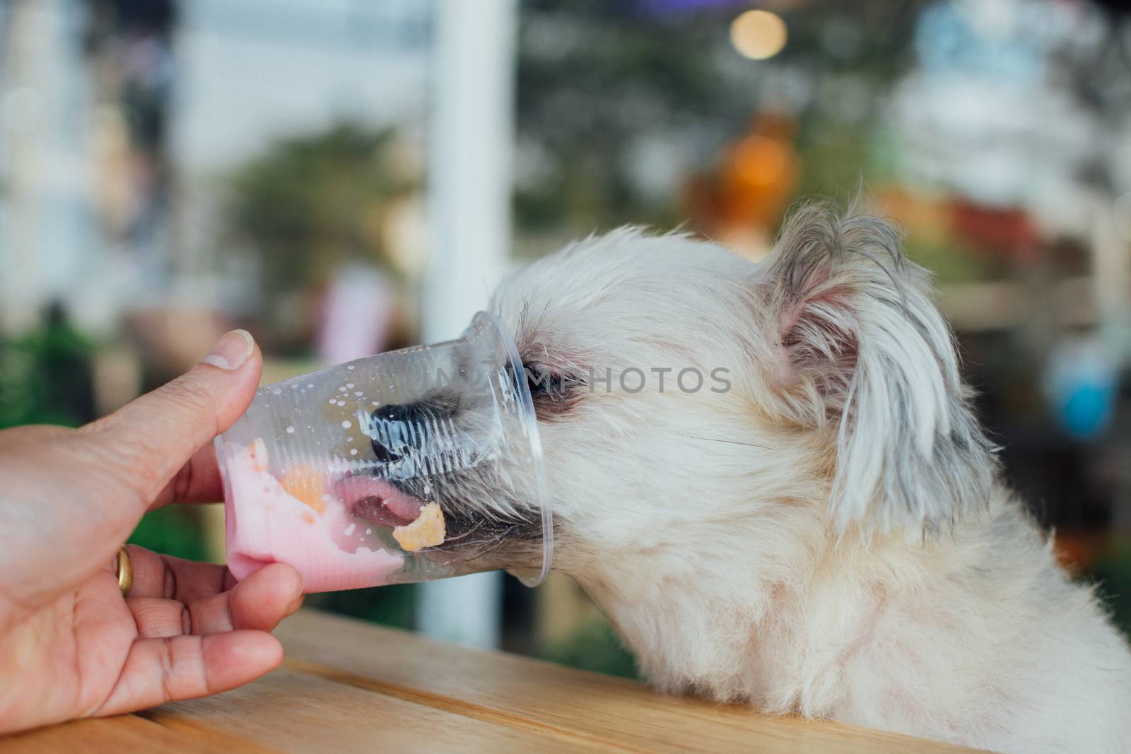 Dog so cute mixed breed with Shih-Tzu, Pomeranian and Poodle sitting at wooden table outdoor dessert restaurant waiting to eat ice cream or ice snowflake feed by people is a pet owner