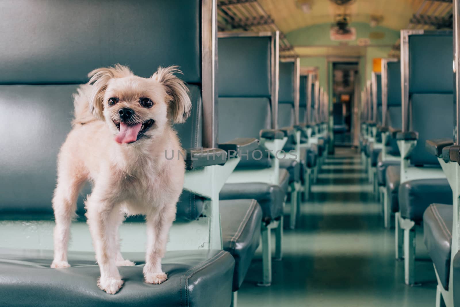 Dog so cute beige color mixed breed with Shih-Tzu, Pomeranian and Poodle on car seat inside a railway train cabin vintage style wait for vacation travel trip