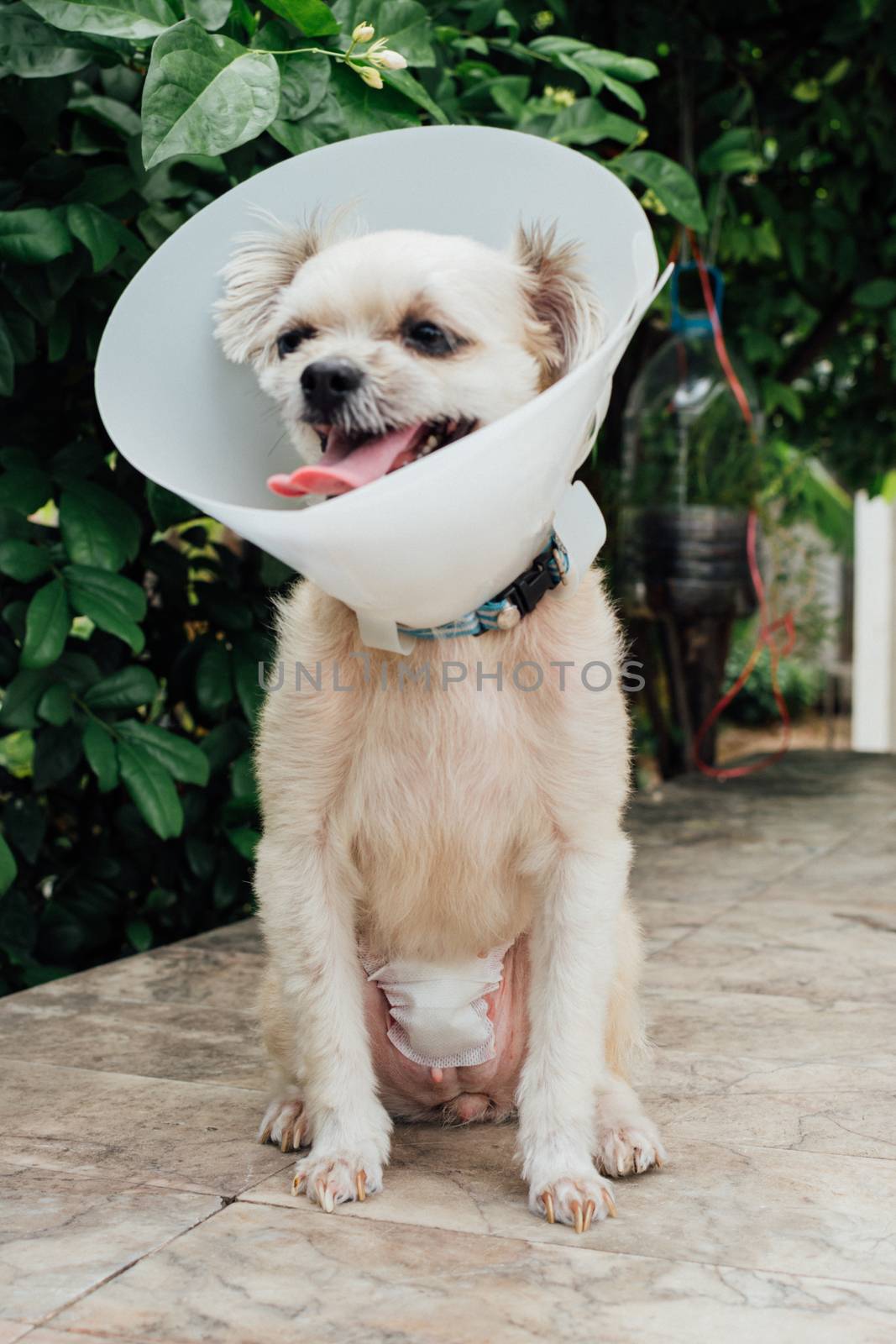 Dog abdomen surgery from uterus or womb wound sore with a bandage making by veterinarian doctor during the examination in veterinary clinic
