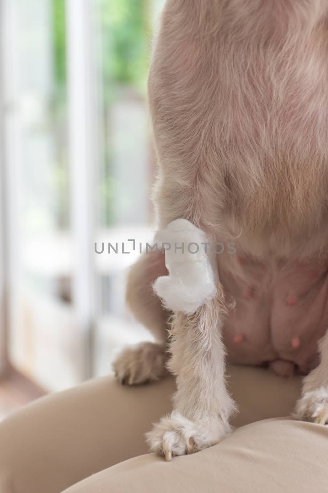 Dog broken leg sore with a bandage making by veterinarian doctor during the examination in veterinary clinic