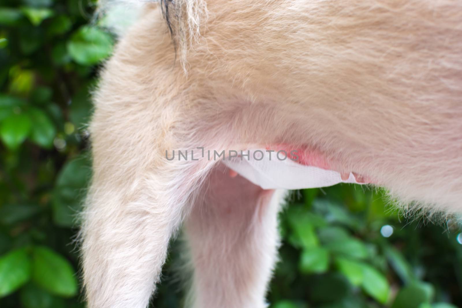 Dog abdomen surgery from uterus or womb wound sore with a bandage making by veterinarian doctor during the examination in veterinary clinic