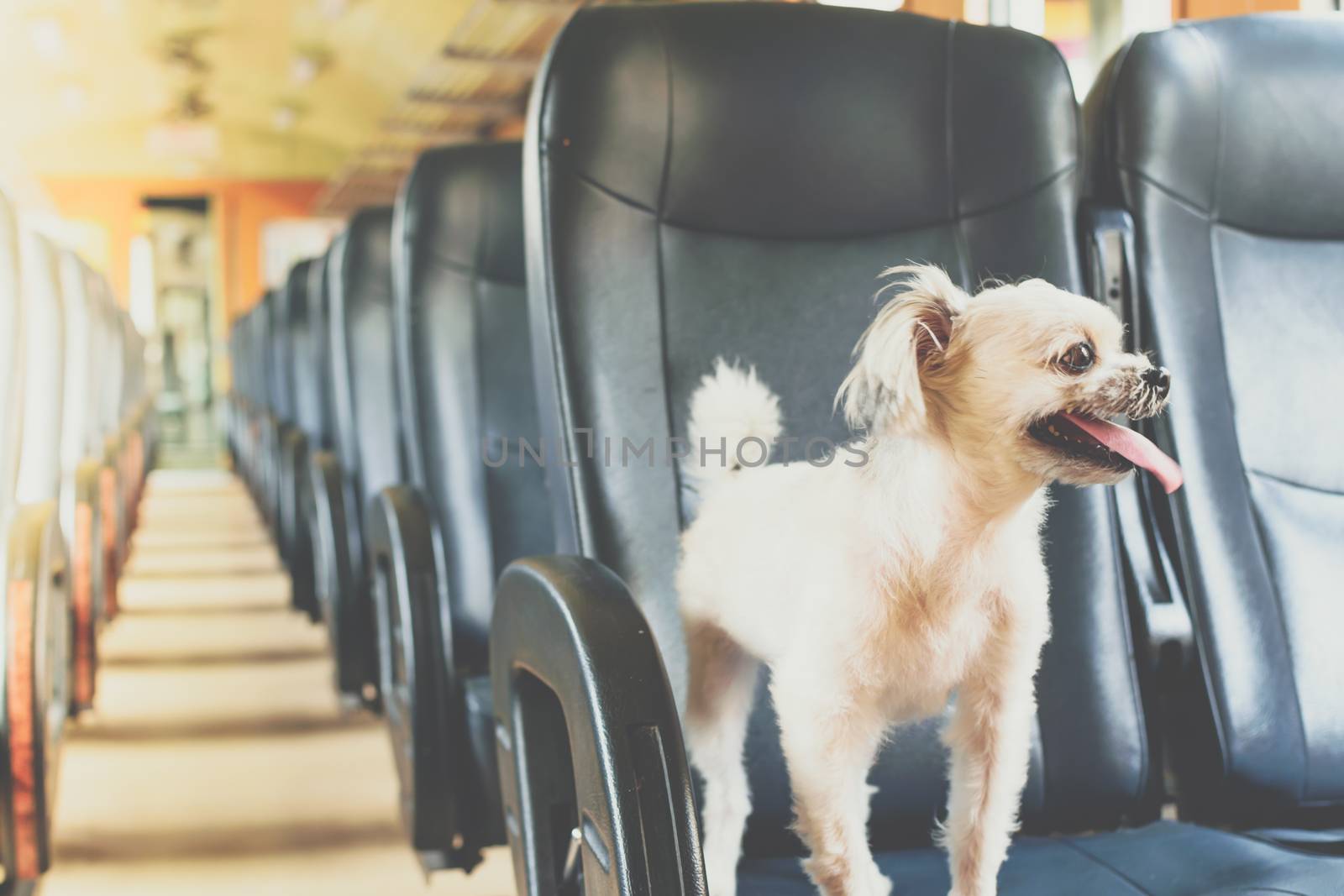 Dog so cute beige color mixed breed with Shih-Tzu, Pomeranian and Poodle on car seat inside a railway train cabin vintage style wait for vacation travel trip