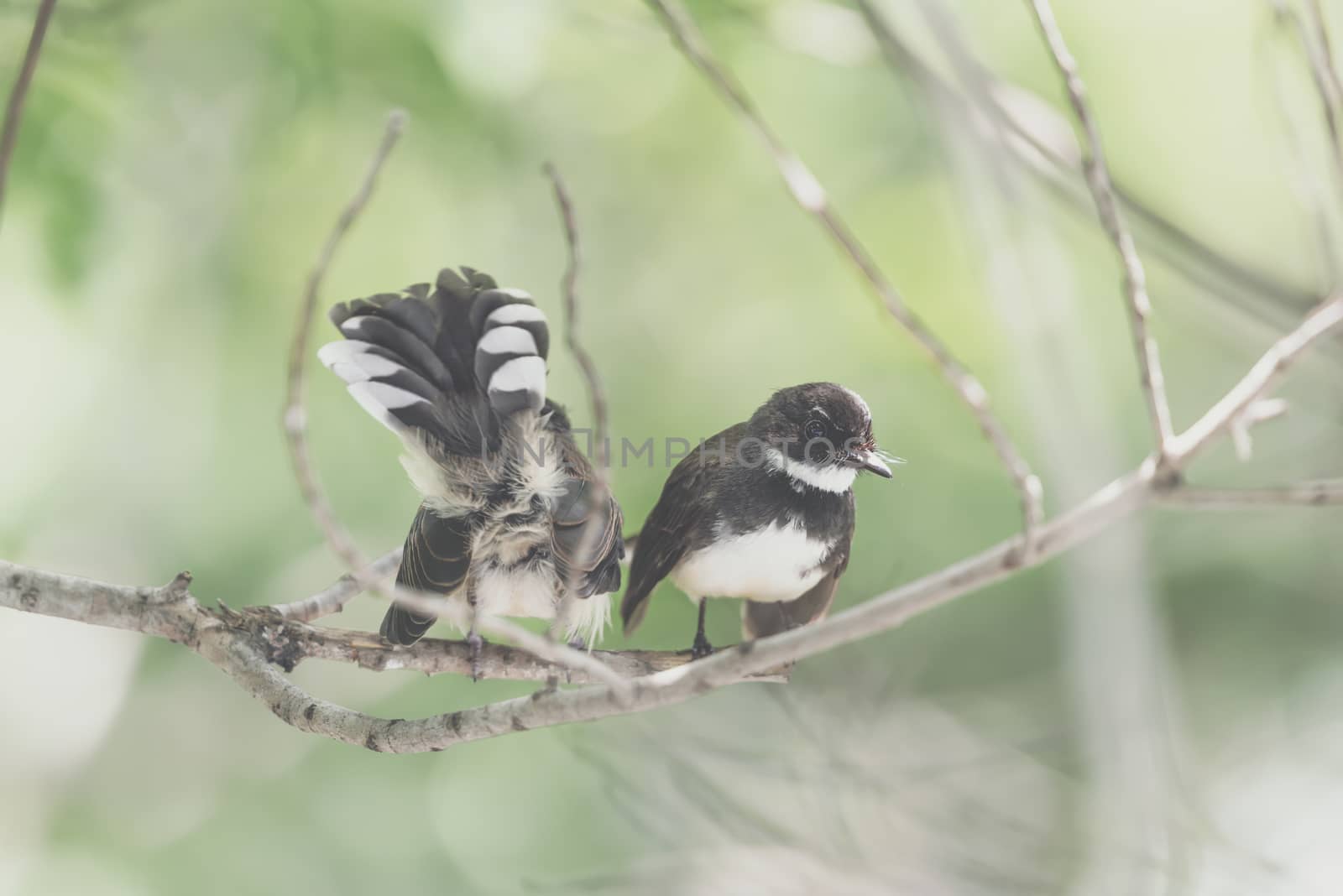 Two birds (Malaysian Pied Fantail, Rhipidura javanica) black and white color are couple, friends or brethren perched on a tree in a nature wild