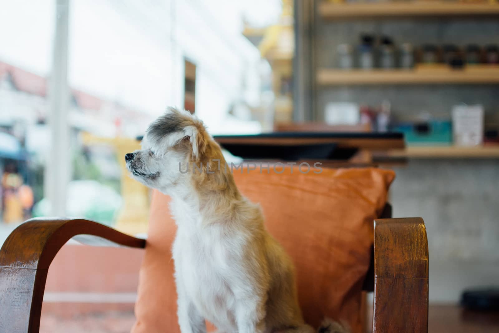 Dog so cute mixed breed with Shih-Tzu, Pomeranian and Poodle on chair and looking and waiting something with interest in cafe coffee shop or restaurant