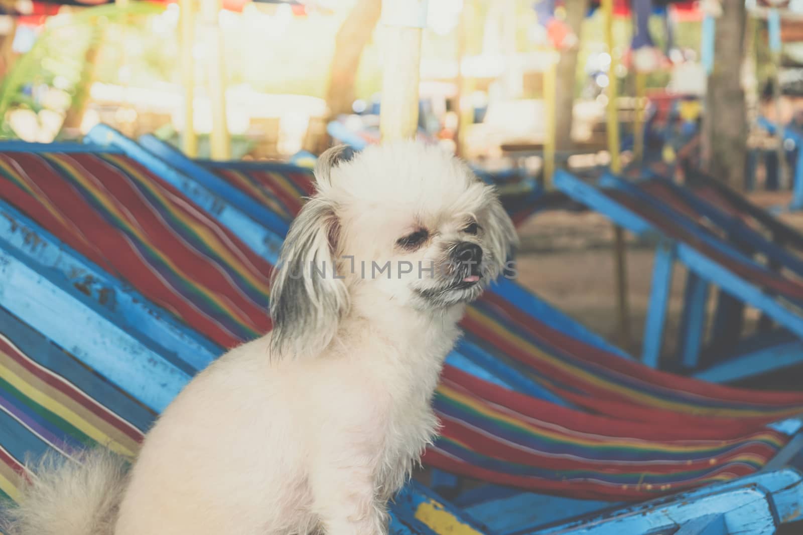 Dog relax on beach chair when travel at sea by PongMoji