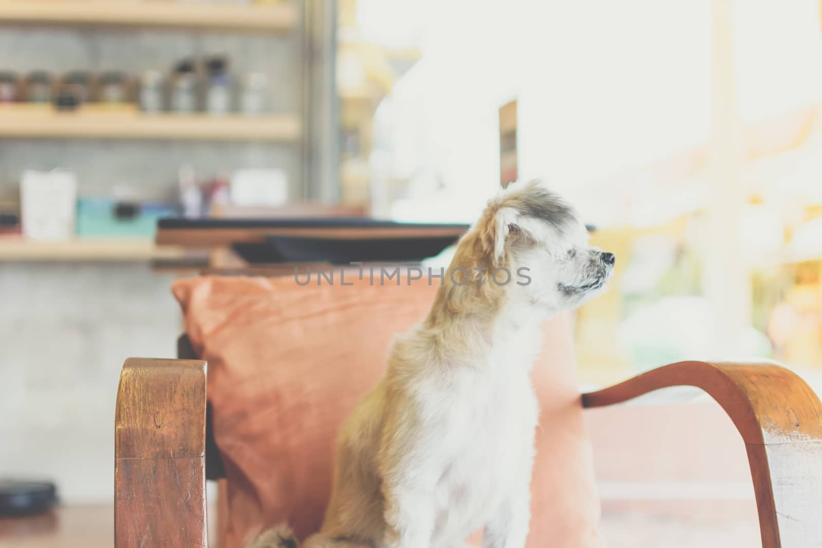 Dog so cute mixed breed with Shih-Tzu, Pomeranian and Poodle on chair and looking and waiting something with interest in cafe coffee shop or restaurant