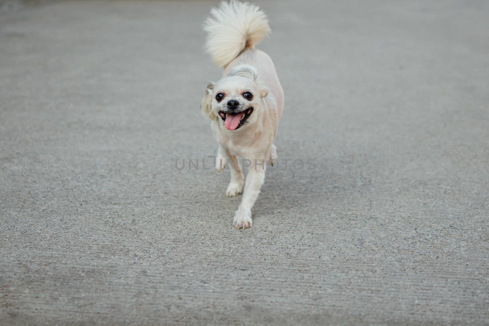 Dog so cute beige color mixed breed with Shih-Tzu, Pomeranian and Poodle running with happy fun when vacation travel