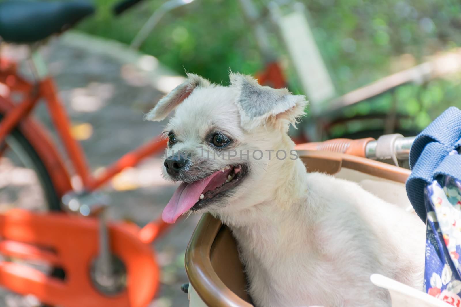Dog so cute beige color mixed breed with Shih-Tzu, Pomeranian and Poodle on bicycle basket vintage style wait for vacation travel trip