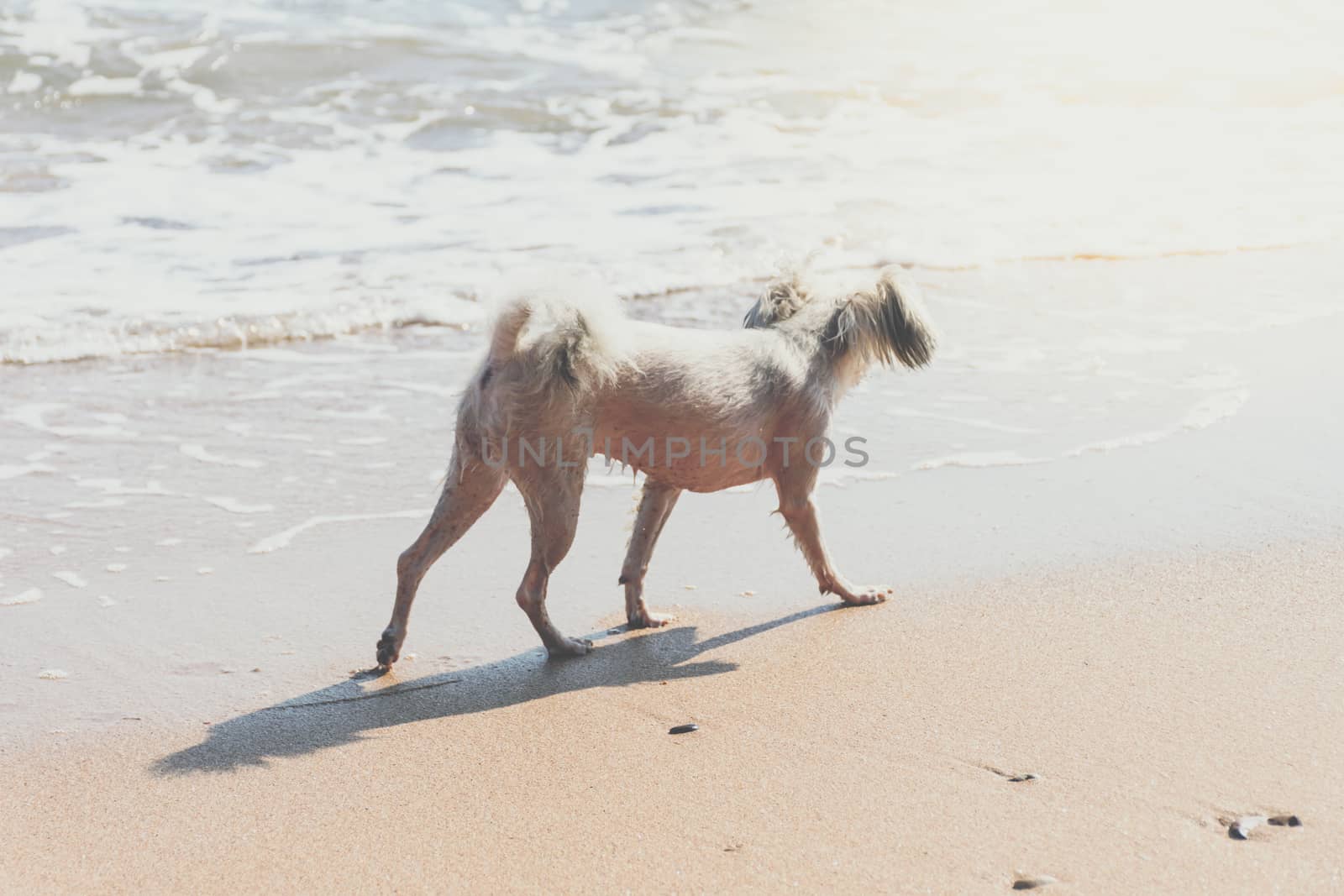 Dog running happy fun on beach when travel at sea by PongMoji