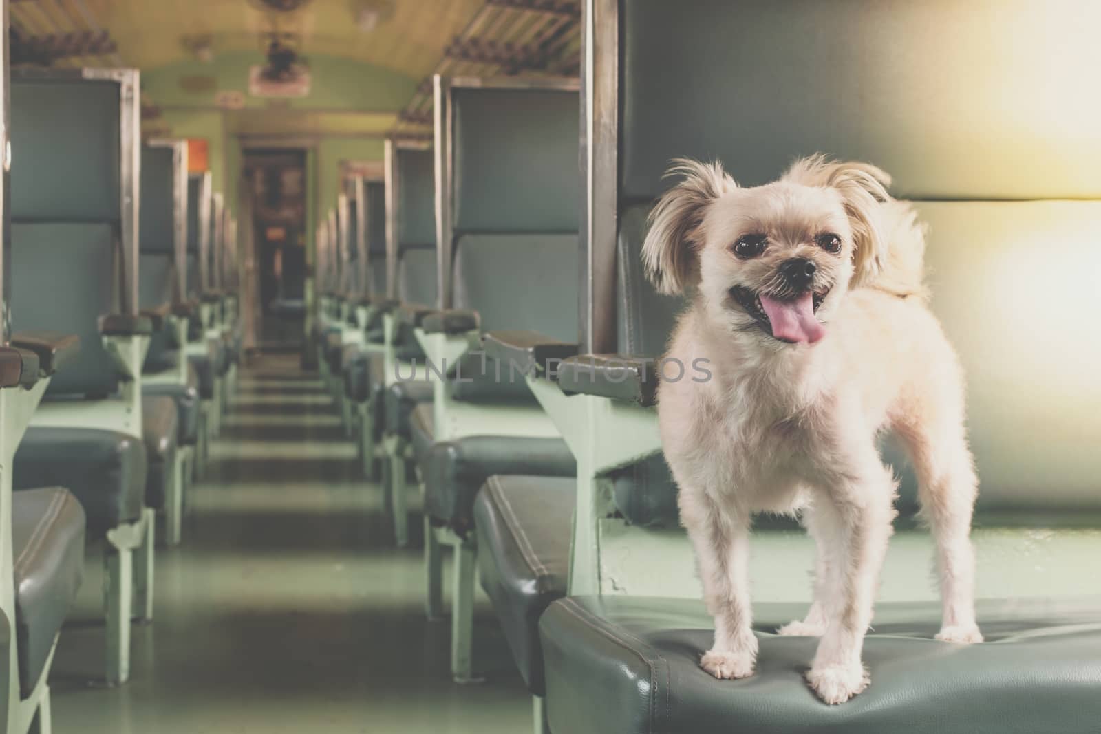 Dog so cute beige color mixed breed with Shih-Tzu, Pomeranian and Poodle on car seat inside a railway train cabin vintage style wait for vacation travel trip