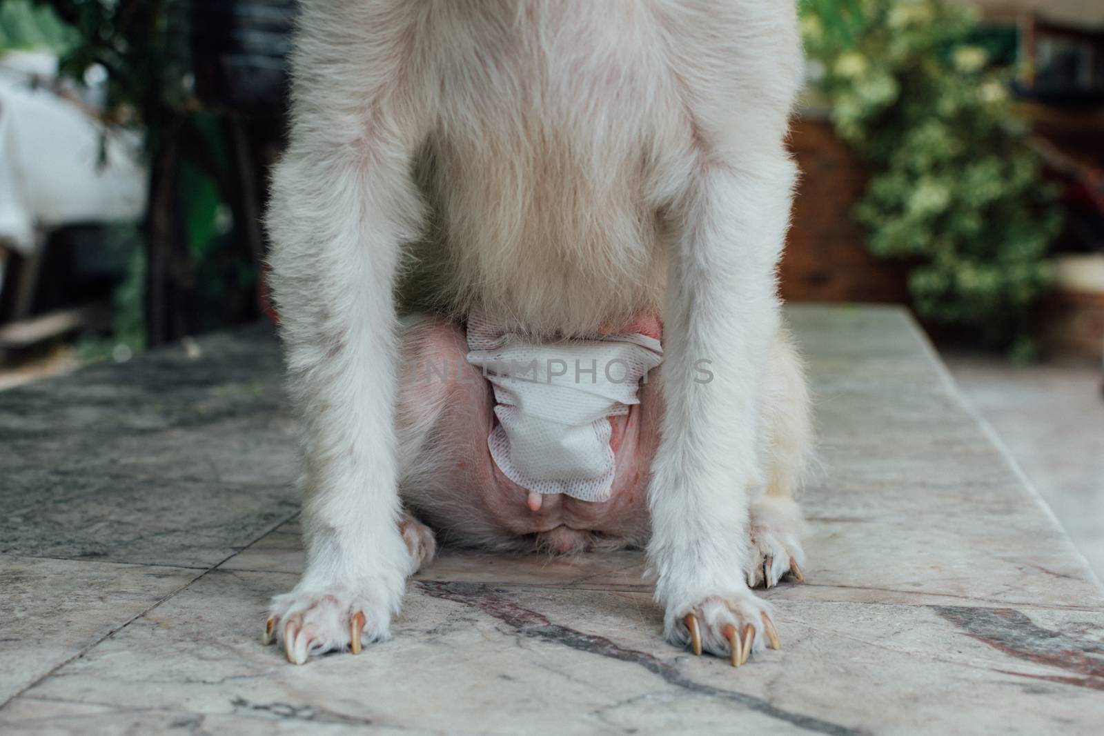 Dog abdomen surgery from uterus or womb wound sore with a bandage making by veterinarian doctor during the examination in veterinary clinic