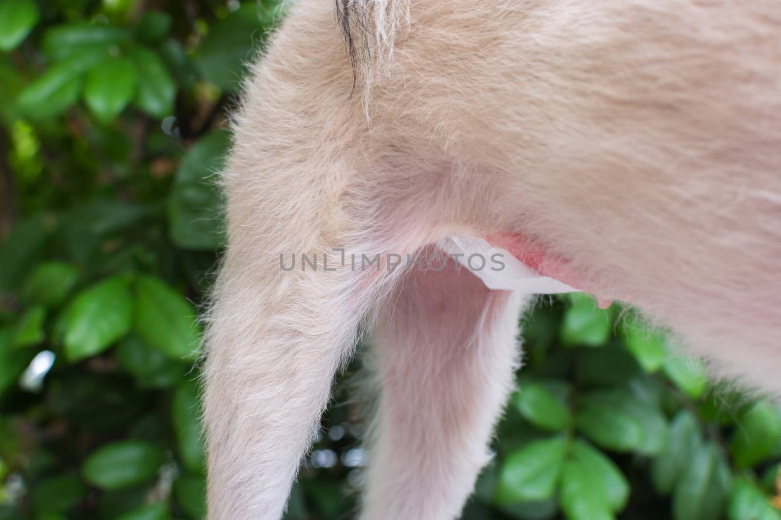 Dog abdomen surgery from uterus or womb wound sore with a bandage making by veterinarian doctor during the examination in veterinary clinic