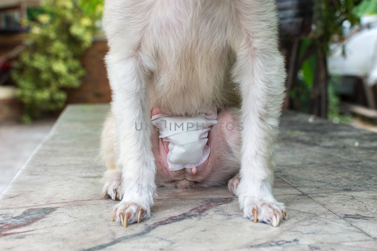 Dog abdomen surgery from uterus or womb wound sore with a bandage making by veterinarian doctor during the examination in veterinary clinic