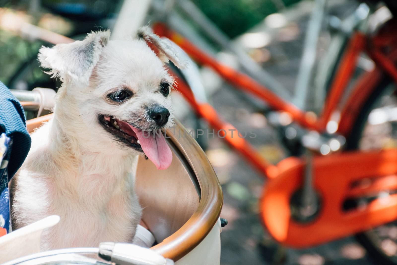 Dog so cute on bicycle basket wait for travel by PongMoji