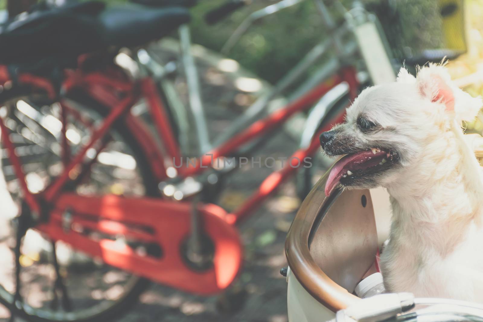 Dog so cute beige color mixed breed with Shih-Tzu, Pomeranian and Poodle on bicycle basket vintage style wait for vacation travel trip