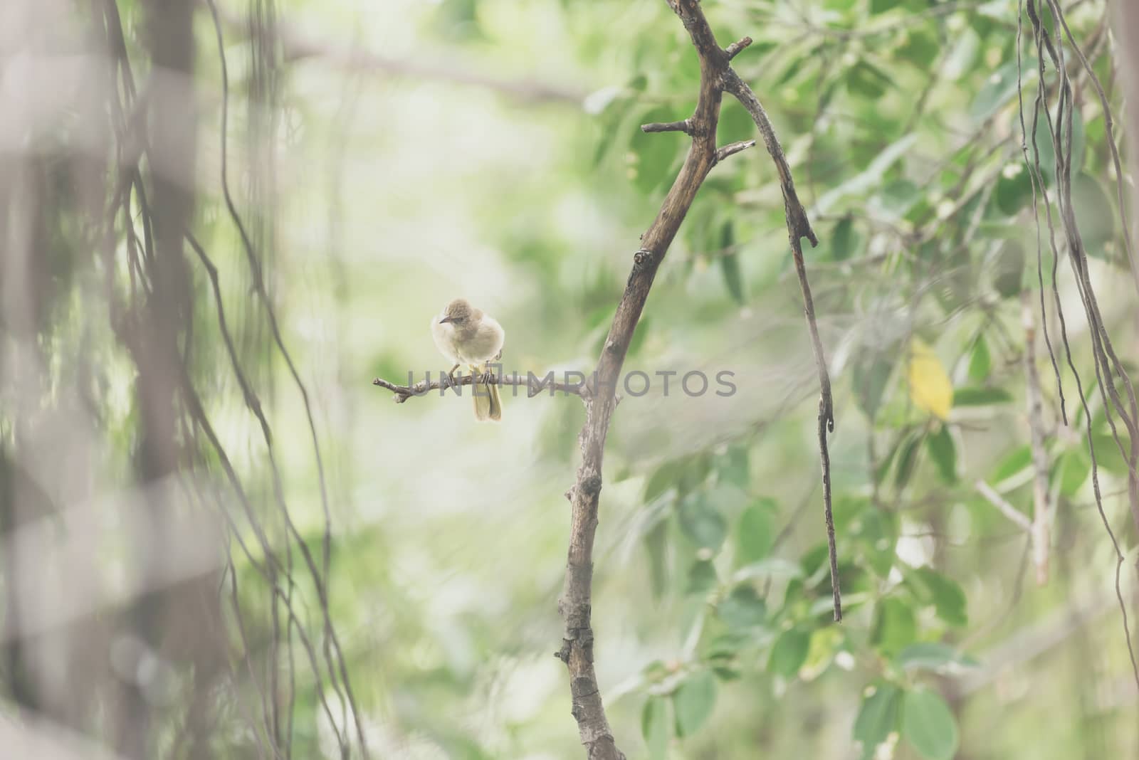 Bird (Streak-eared bulbul) on tree in nature wild by PongMoji