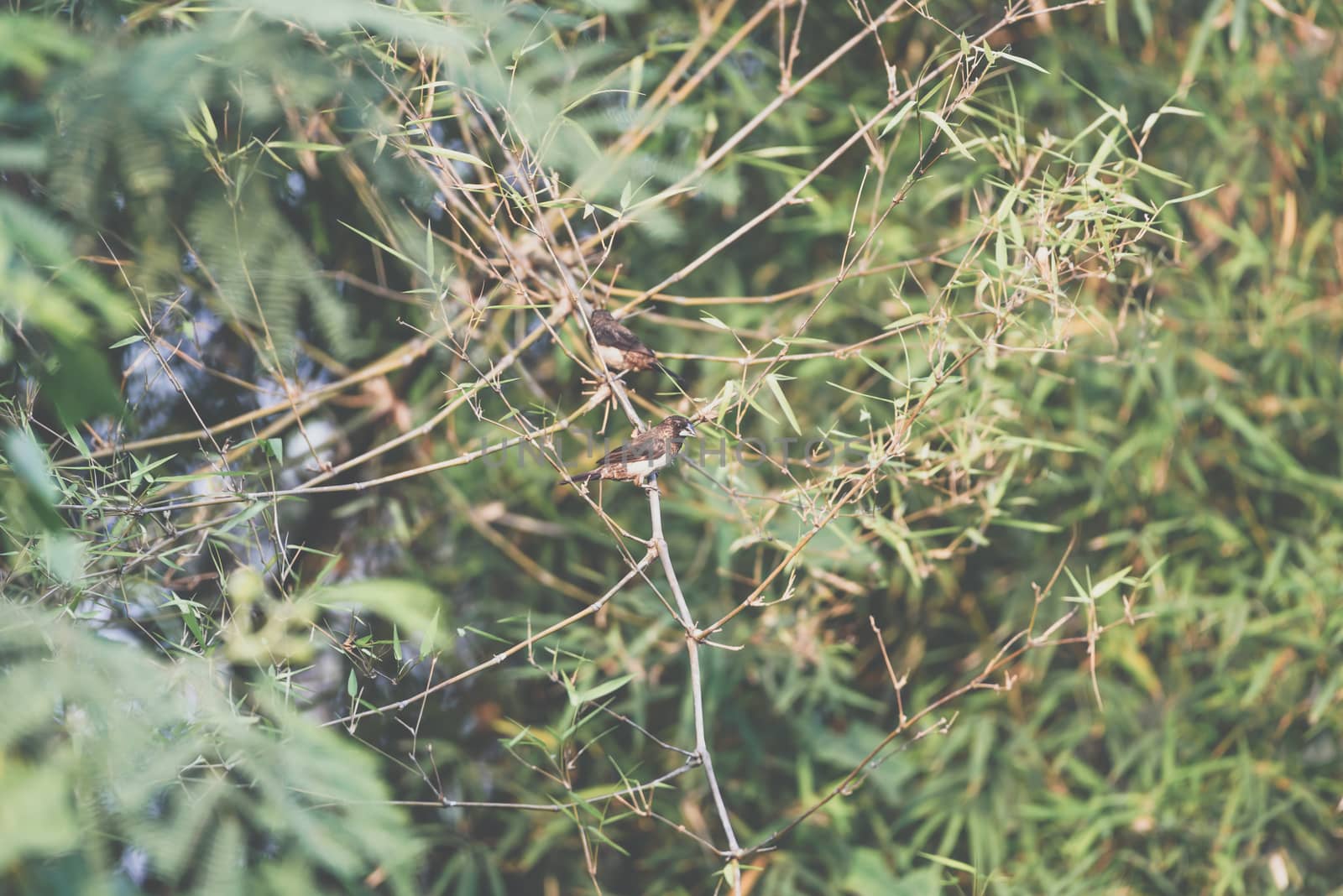 Bird (Scaly-breasted Munia) in a nature wild by PongMoji