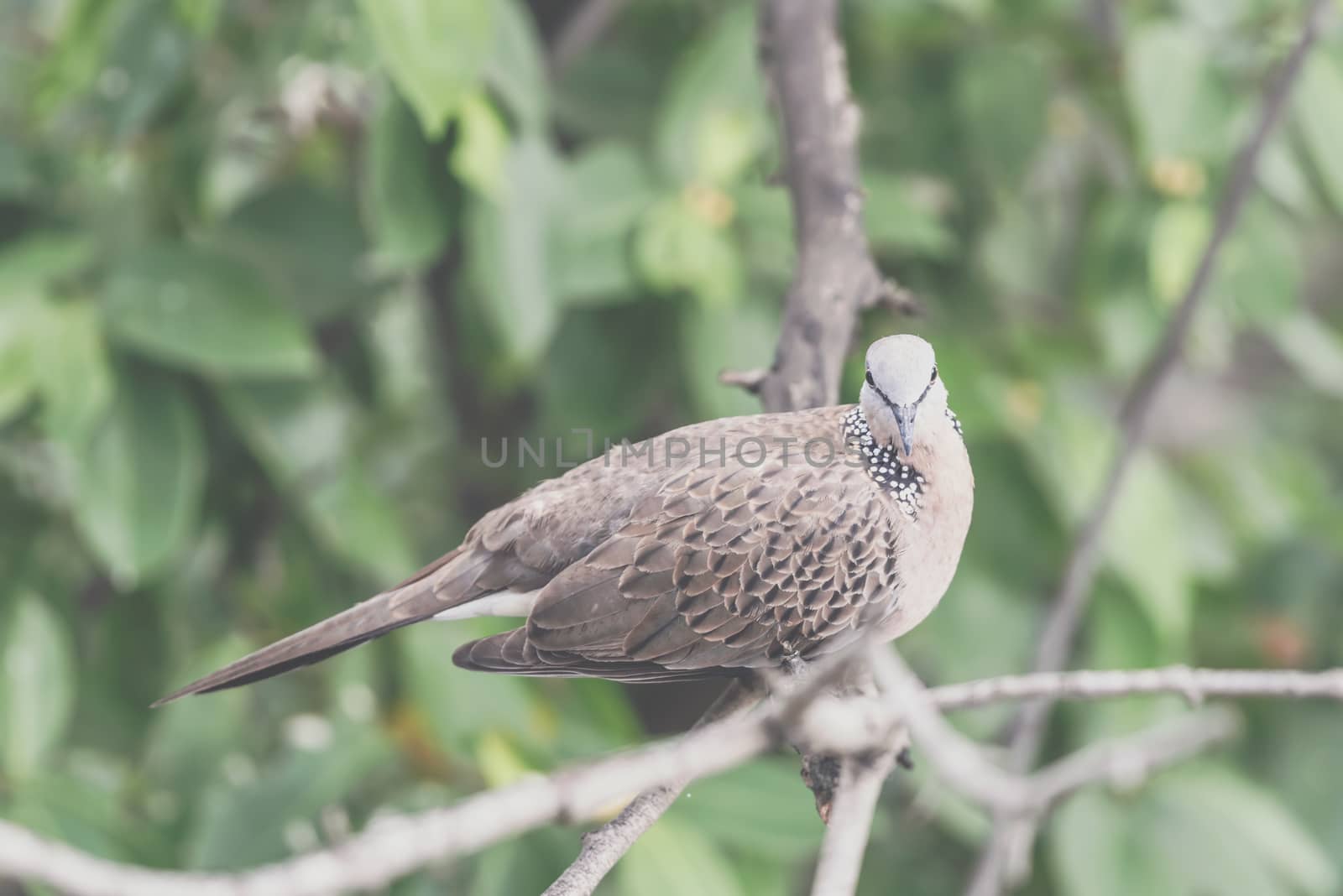 Bird (Dove, Pigeon or Disambiguation) Pigeons and doves perched on a tree in a nature wild