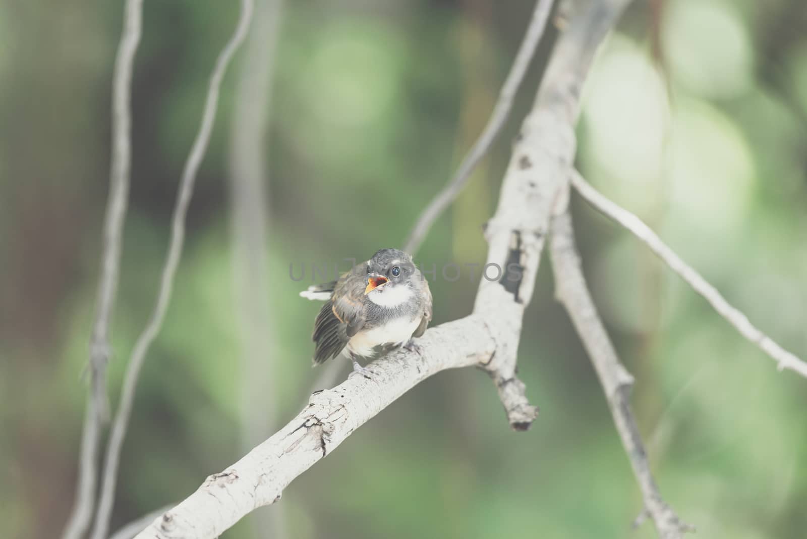 Bird (Malaysian Pied Fantail, Rhipidura javanica) black and white color perched on a tree in a nature wild