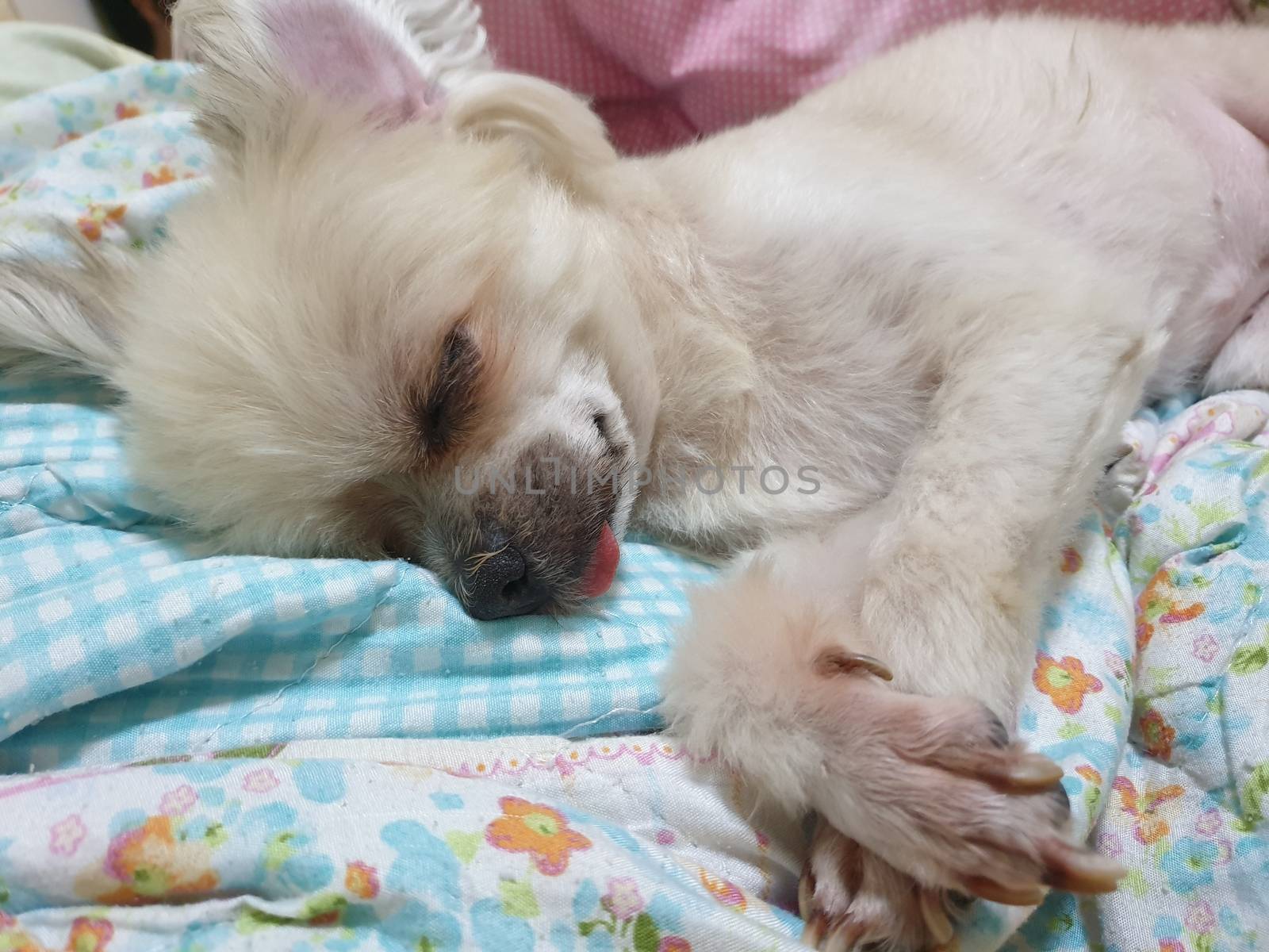 Dog so cute mixed breed with Shih-Tzu, Pomeranian and Poodle sweet sleep for relax on pet dog bed when vacation travel