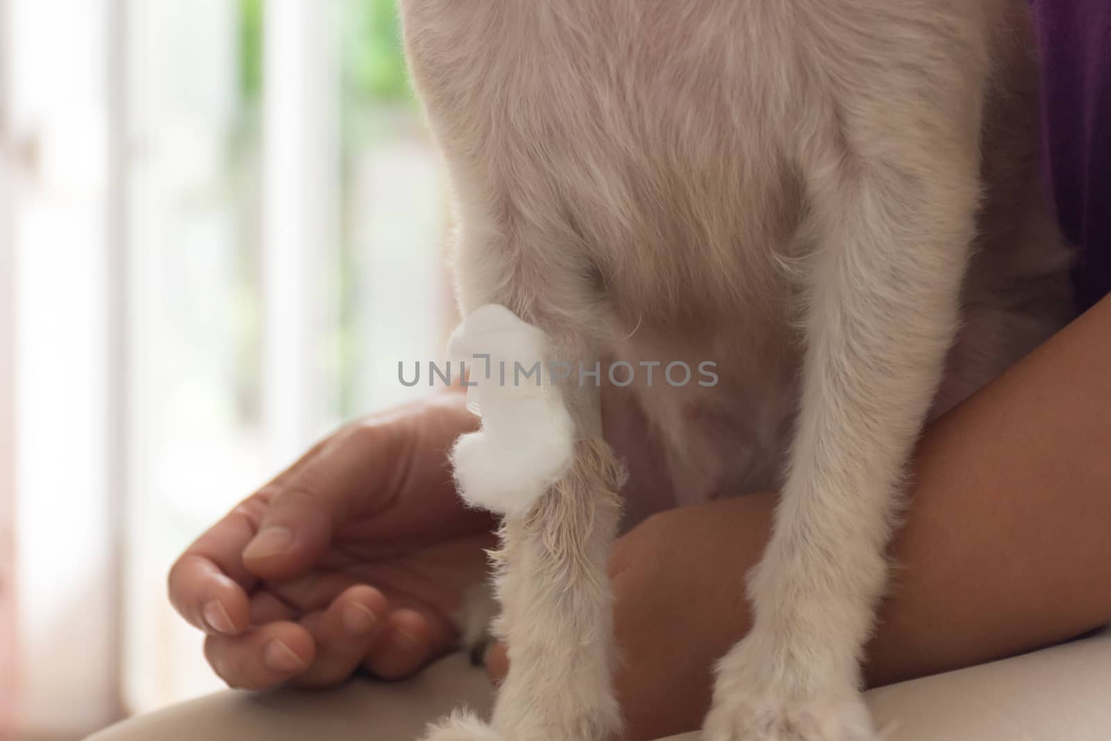 Dog broken leg sore with a bandage making by veterinarian doctor during the examination in veterinary clinic