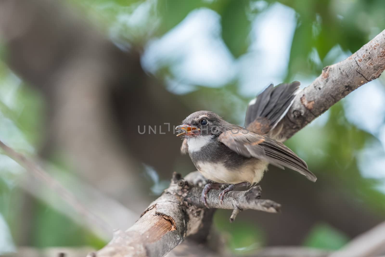 Bird (Malaysian Pied Fantail, Rhipidura javanica) black and white color perched on a tree in a nature wild