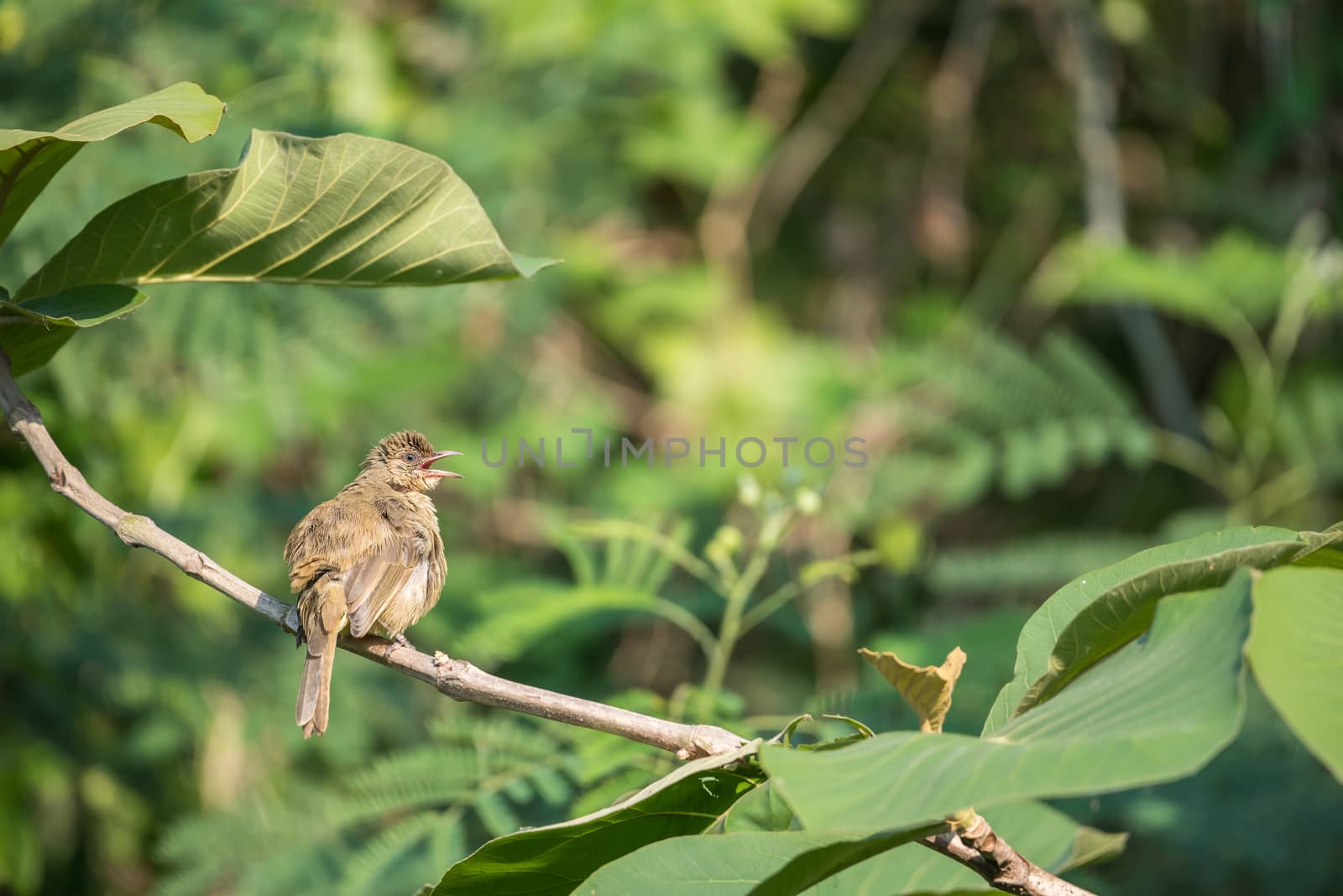 Bird (Streak-eared bulbul) on tree in nature wild by PongMoji