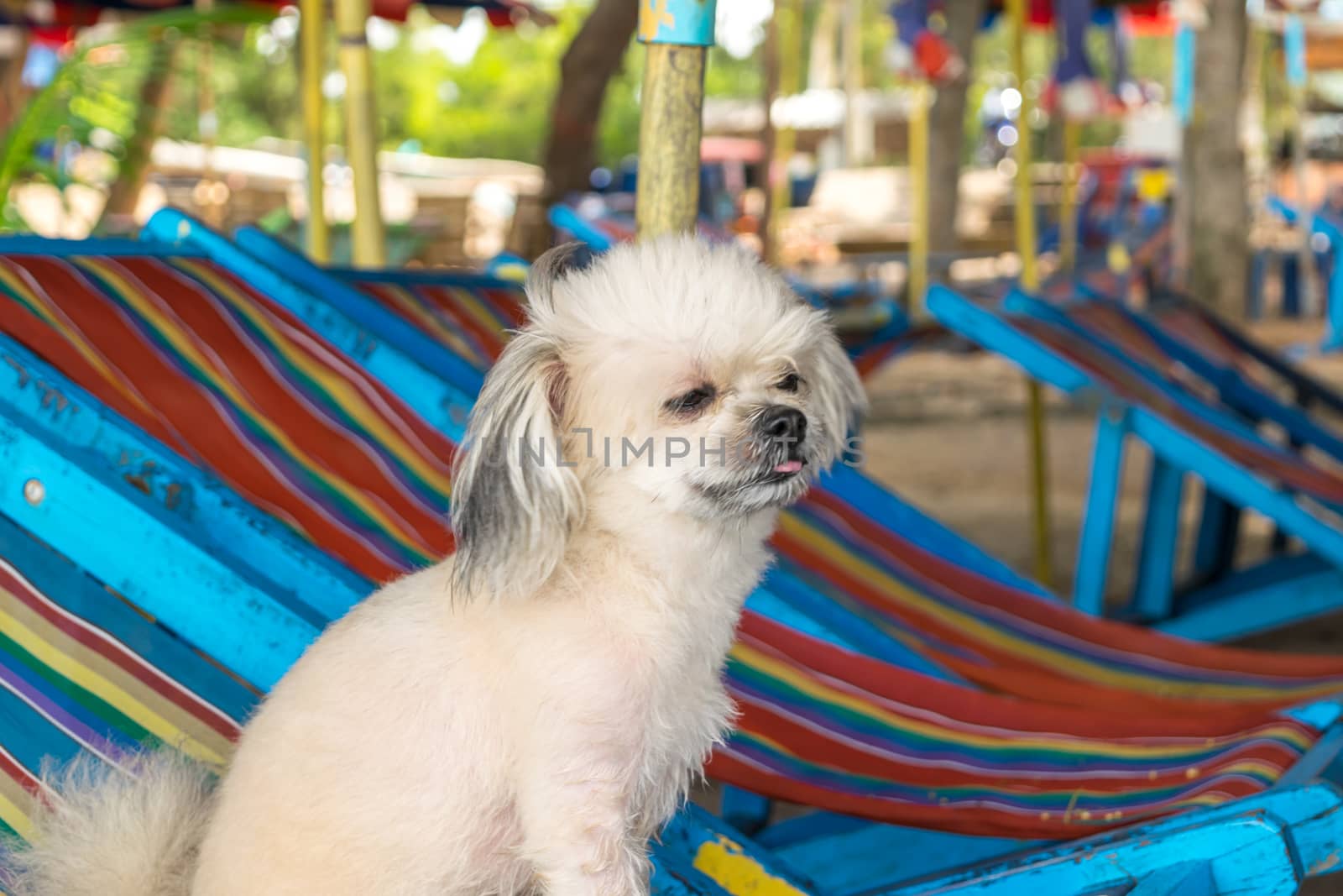 Dog so cute beige color mixed breed with Shih-Tzu, Pomeranian and Poodle on beach chair or beach bed with happy relax when vacation travel at sea with beach