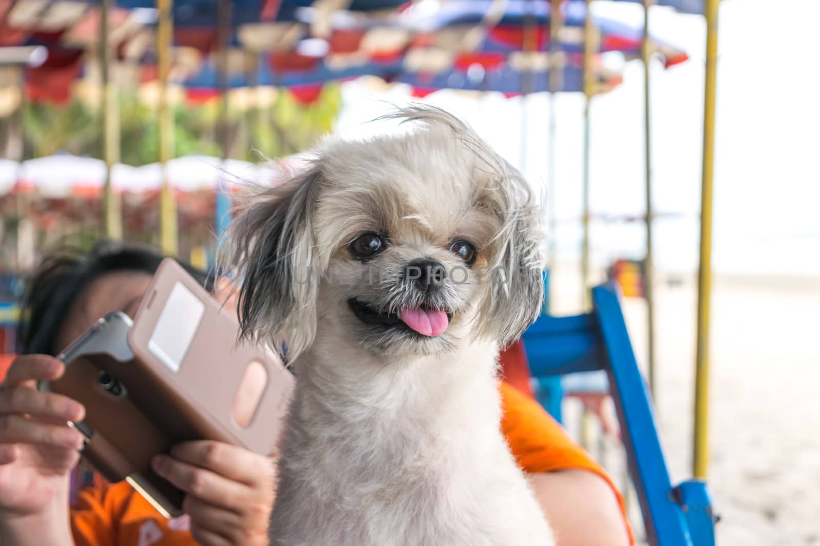 Dog relax on beach chair when travel at sea by PongMoji