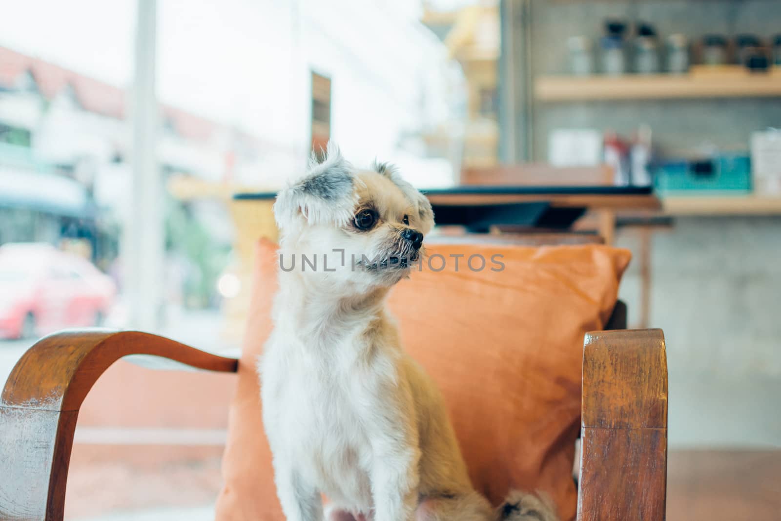 Dog so cute mixed breed with Shih-Tzu, Pomeranian and Poodle on chair and looking and waiting something with interest in cafe coffee shop or restaurant