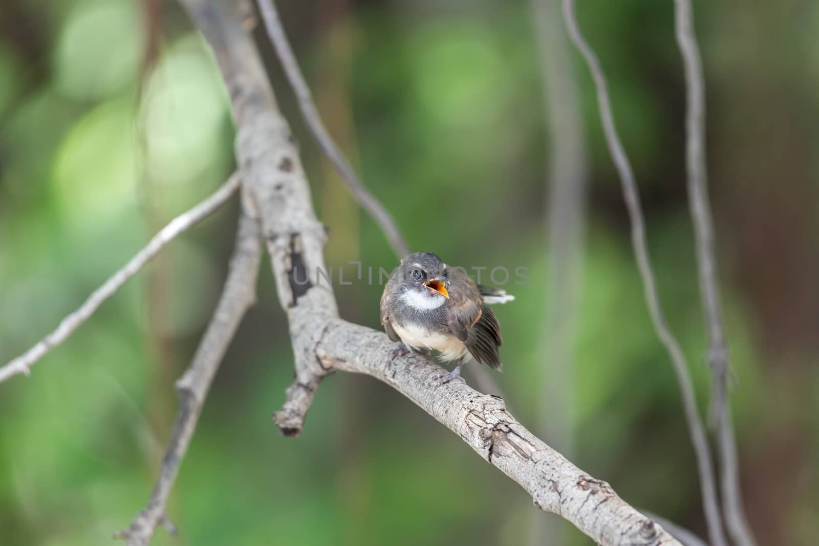 Bird (Malaysian Pied Fantail, Rhipidura javanica) black and white color perched on a tree in a nature wild